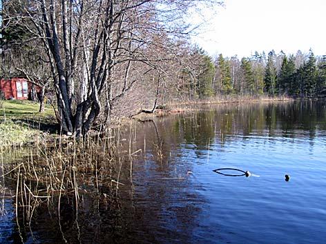 5. Trönsjön, Molstaberg Datum: 2005-04-26 Flodområde: 63 Trosaån Koordinat: 6552560/1591260 X X X X X N Foto Cirka 25 m öster om bryggan.