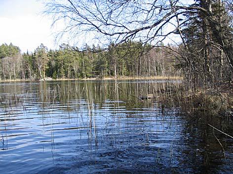 7. Träsksjön, Linaberg Datum: 2005-04-25 Flodområde: 62/63 Bäck från Träsksjön Koordinat: 6551230/1626580 Foto N 50 m Båda sidor om udden.