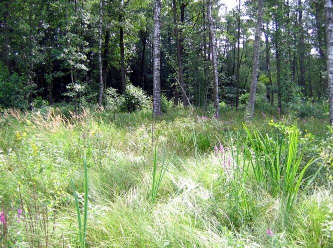 Norr om Mölndalsån har merparten av lövsumpskogen en frodig och högväxt kärlväxtflora. 3.