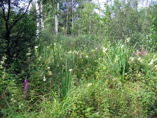 Vid inventeringstillfället den 11 juni var det mycket torrt och vatten förekom endast som enstaka små pölar i anslutning till diken eller rotvältor.