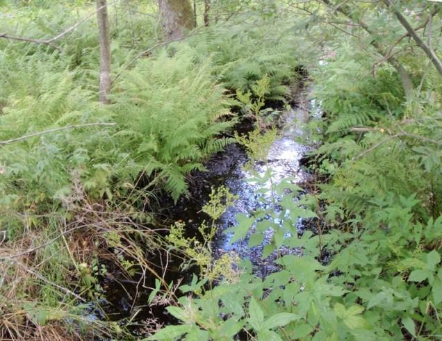 Sammantaget bedöms lövsumpskogen vid Mölndalsån hysa måttligt stora naturvärden med avseende på vegetation och akvatisk fauna.