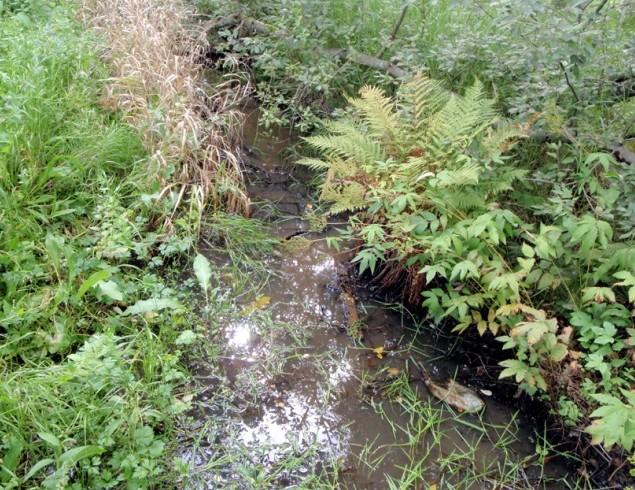 Den 2 september påträffades smal dammsnäcka huvudsakligen i och invid grunda vattenfyllda diken i den norra delen av lövsumpskogen. 5.