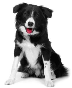 KUNDCASE PROMARK EN KOSTNADSEFFEKTIV ERSÄTTNING FÖR DET GAMLA TIDSSYSTEMET Doggy AB är den största tillverkare av hund- och kattmat i Sverige, med mer än ett sekels