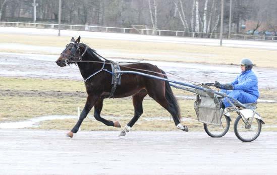 Fin. Tätt fram. Fint huvud. Inget att gnälla på. H2 Erik L Lite omogen. Sprang o slog med huvudet bra trav.