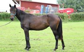 Lovely Tooma Dream Vacation Collect Tooma Wall Street Banker (US) Bambina Guard filly Nr 6 15-1228 28.04.