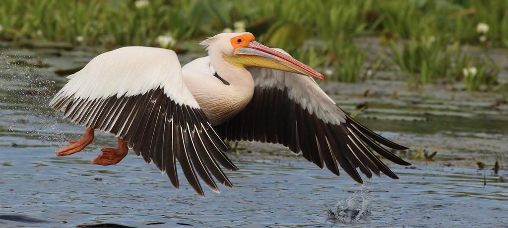 32. Silkeshäger (Egretta garzetta) Sedd alla dagar utom 28/5 och 2/6. Jämte rallhäger den hägerart vi såg mest av i Donaudeltat med toppnoteringen på cirka 100 ex 30/5. 33.