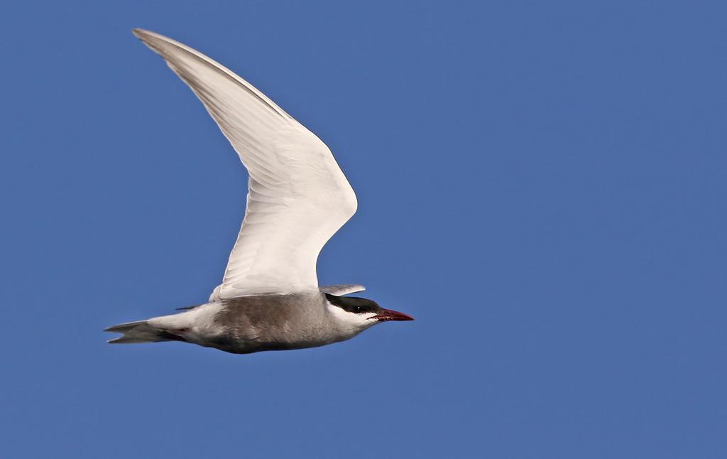 78. Medelhavstrut (Larus michahellis) 1 ad Vadu 29/5 Playa blev enda observationen av denna art som är mer knuten till Svarta havskusten än sin släkting kaspisk trut. 79.