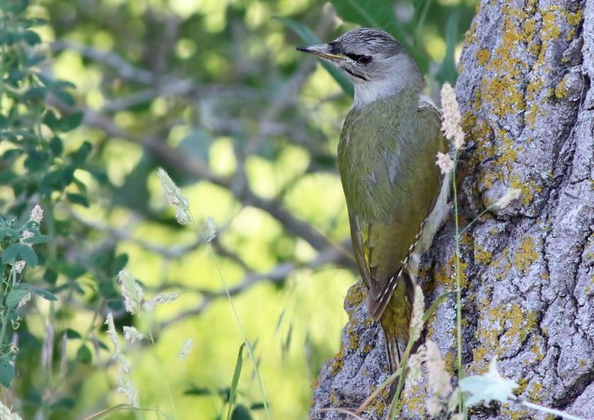 94. Kungsfiskare (Alcedo atthis) Endast sedd under flodturen i Donaudeltat men här var den lokalt väldigt allmän.