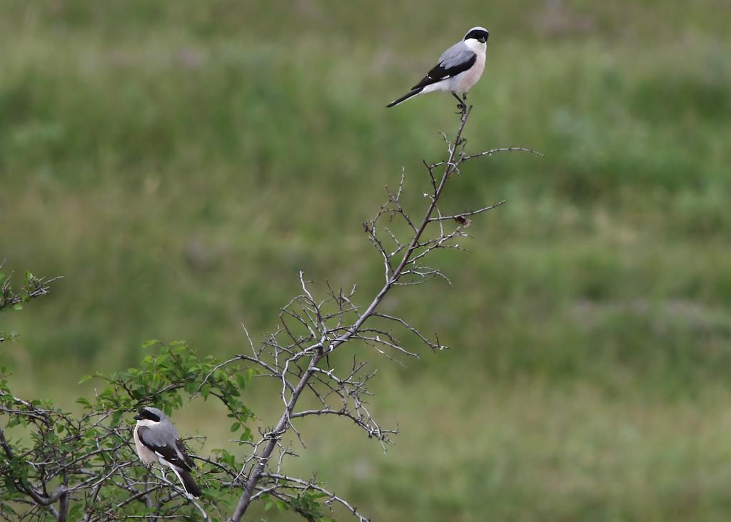 103. Törnskata (Lanius collurio) Sedd med enstaka ex fem av dagarna och lokalt var den väldigt vanlig med bl a 20 ex Enisala Woods 27/5 och 15 ex Macin mountains 28/5. 104.