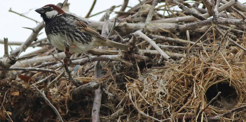 Spansk sparv vid sitt bo, i ett storkbo, 170527, Sarinasuf 158. Pilfink (Passer montanus) Noterad under drygt hälften av resans dagar med enstaka ex. 159.