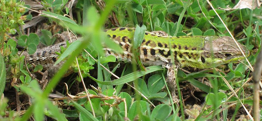 Kräldjur 1. Taurisk murödla (Podarcis tauricus) 1 ex som var väldigt fotogeniskt Somova forest 28/5. 2. Snok (Natrix natrix) Enstaka ex sågs simma framför båten under flodturen.