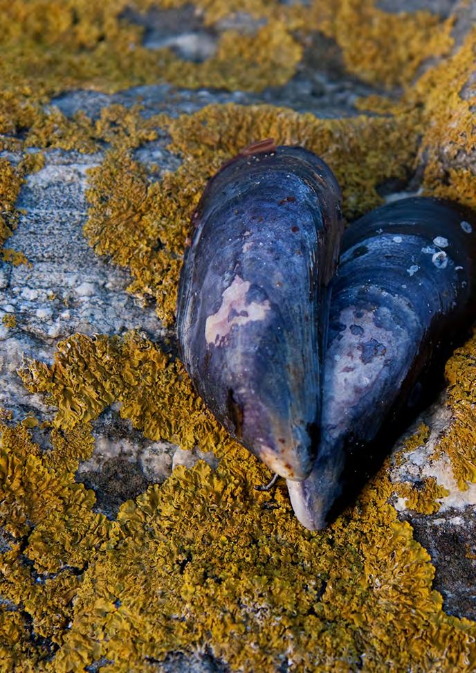 UPPDRAG Vi anordnar naturvårdsprojekt längs den svenska västkusten. Skolungdomar städar tillsammans med oss i utbyte mot pengar till deras interna kassor.