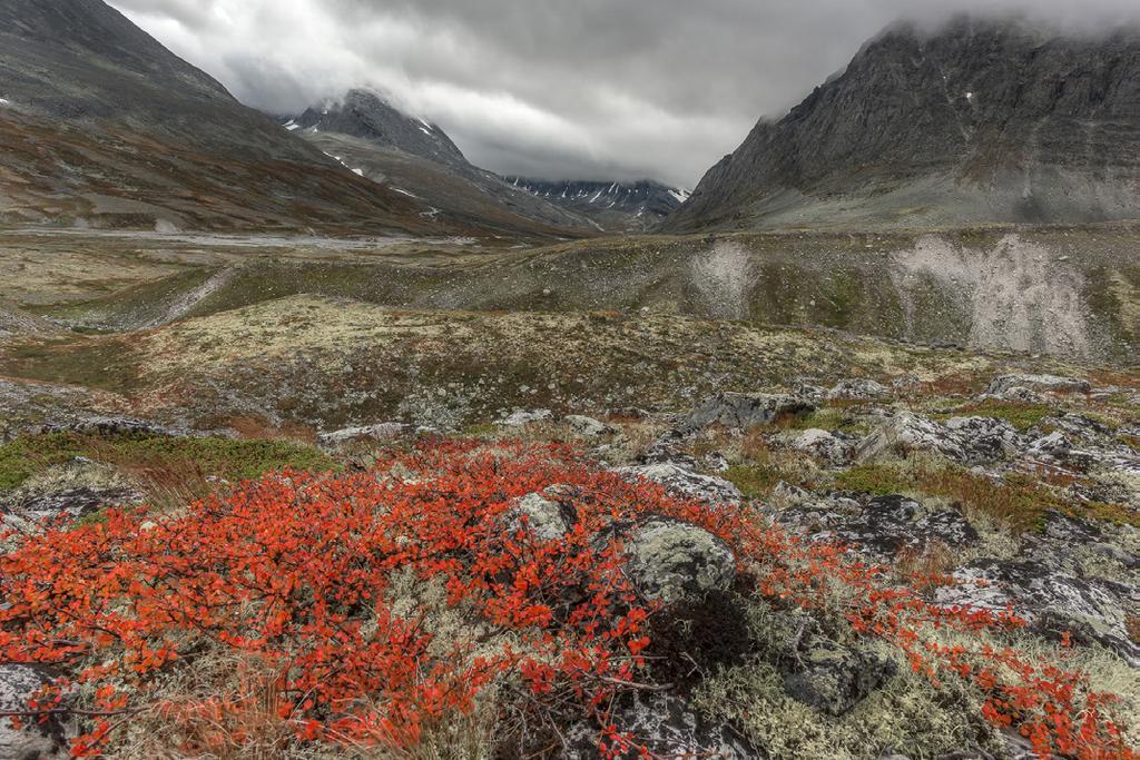 Att fotografera hösten i Rondane naionalpark i Norge är något alldeles speciellt. Marken med lavar och mossa växlar färg till rött och orange.