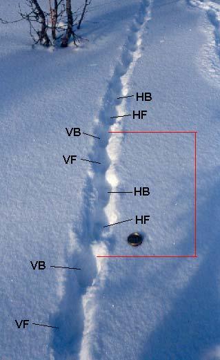 Figur 15. Gång/travspår där lodjuret gått med övertramp. Skrevningen, dvs avståndet mellan höger och vänster sidas tassavtryck, är mycket liten.