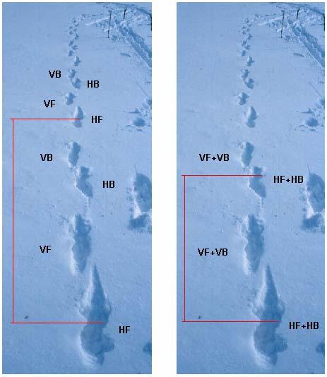 A B Figur 16. Bilderna visar galopp/språngspår av varg. Fötternas placering är varannan till vänster och varannan till höger vilket gör att gångarten kan feltolkas till gång/trav (fot-i-fot).