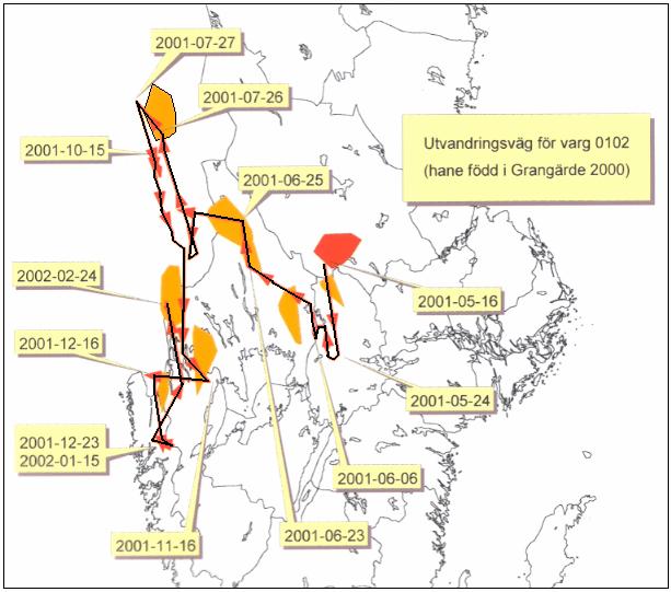 Figur 21. Spårningsdata från det s.k. Leksandsreviert i Dalarnas län, vintern 1998/99 som exemplifierar hur en vargflock ofta delar upp sig i olika grupperingar med varierande antal individer.