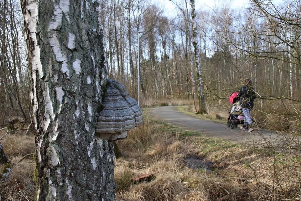 Stenåsaområdet Grönområdet Stenåsaområdet är betydligt mindre än Brunnsbergsskogen men andelen lämplig häckningsbiotop för ar är hög, främst i den norra delen av området.
