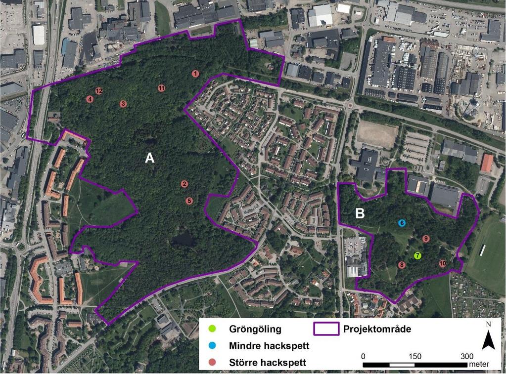 Resultat Inventeringen av ar i Brunnsbergsskogen-Stenåsa 2017 resulterade i observationer av tre arter av ar, nämligen större, mindre samt gröngöling (figur 3, tabell 2).