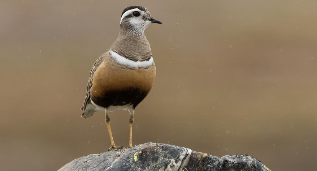 Fjällpipare Charadrius morinellus (fjällart, fjällspecialist) Hela den svenska populationen häckar på karga hedmarker hgt upp i fjällvärlden.