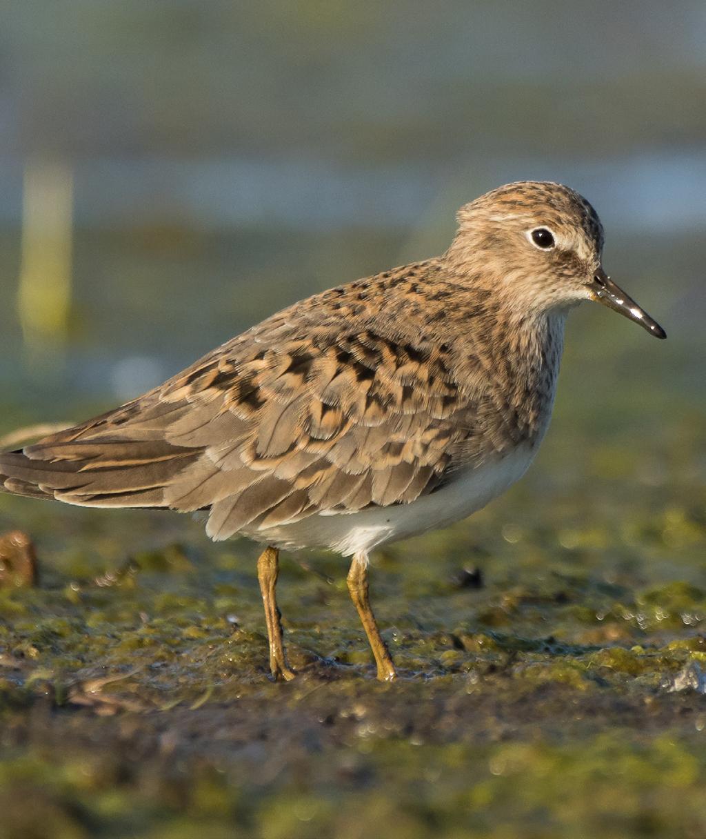 Mosnäppa Calidris temminckii (fjällart, fjällspecialist) Ännu en fjällspecialist även om ett mindre antal även häckar vid kusten i landskapet Norrbotten.