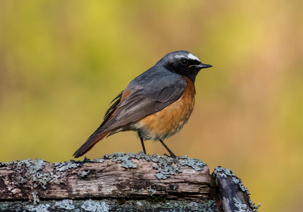 Rdstjärt Phoenicurus phoenicurus (indikatorart Storslagen fjällmilj) Huvuddelen av Sveriges rdstjärtar häckar inte i fjällkedjan, men arten är ändå talrik i fjällbjrkskogen och har därfr tagits med