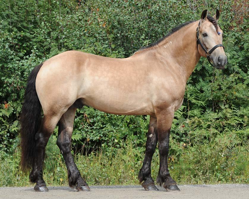 VINSTMASKINEN MED OUTCROSS-STAM FARMBARON Slogum Björn Skaffer Jenta e. Kap Pil 52 st: 21-9-4 1.24,6m 836.252 kr u Segermaskinen Farmbarons far Slogum Björn är efter giganten Atom Vinter (e.