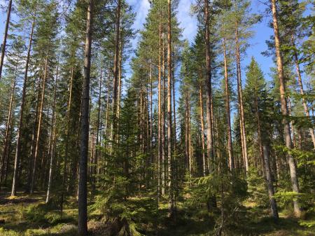 Budblankett Fastighet: Orsa Skattungbyn 84:1 Bud: Siffror Bokstäver Budgivare: Namn Adress Postnr & ort Personnummer Mobilnummer/telnr E-post Budgivare: Namn Adress Postnr & ort Personnummer