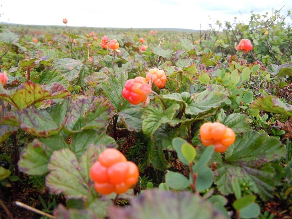 vidmakthållas i fjällen. Men vilka är då de viktiga ekosystemtjänsterna och vem definierar dem?