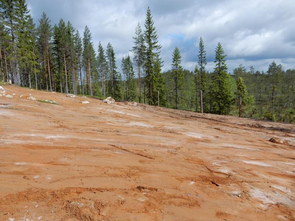 Framskrapad sandblotta i Haftahedarna, Malung-Sälens kommun, som gjorts för att gynna biologisk mångfald inom projektet Life Taiga. Foto: Fredrik Lundin, juni 2017