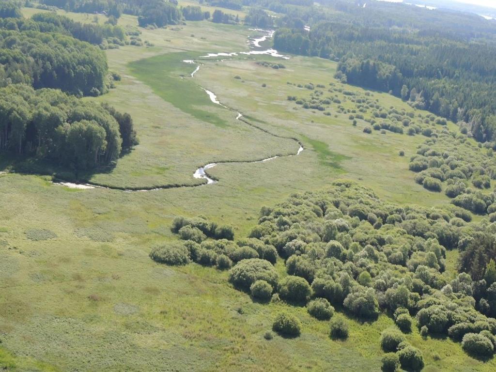 Värdefulla buskmiljöer längs vattendrag. Avesta kommun. Foto: Urban Gunnarsson, juni 20