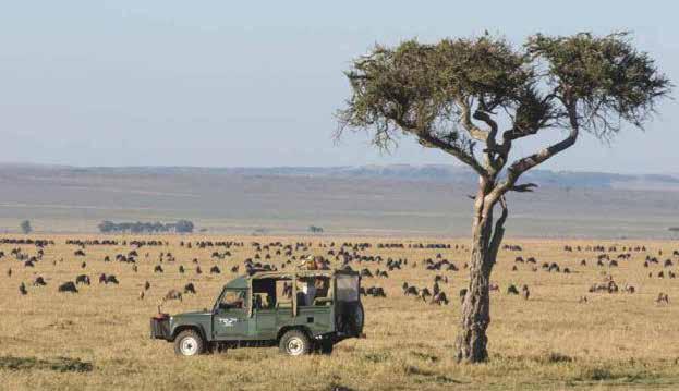 Dag 6 8 23 25 februari Masai Mara National Game Reserve Efter en tidig frukost är det dags att bege sig mot resans stora höjdpunkt Masai Mara National Park och Governors Camp.