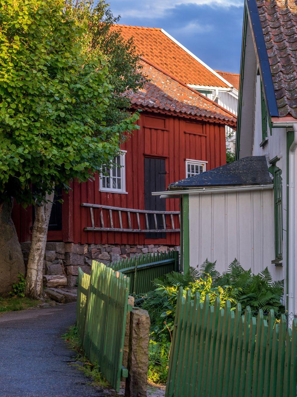 Saken är den att naturen är ganska finurlig, och hästar angrips inte av samma parasiter och sjukdomar som får.