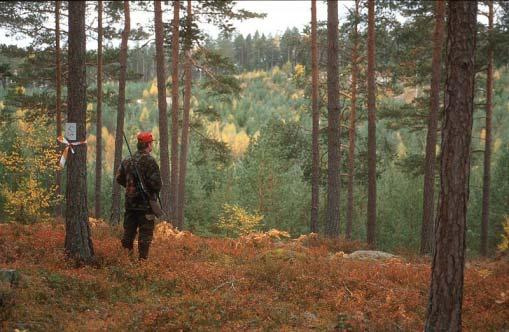 Tabell 1. Utveckling av medelåldrar, slaktvikter, reproduktion och taggantal bland älgar i Tierp under fyra år. Observera att medelvärdena baseras på från 1999 till 2005.