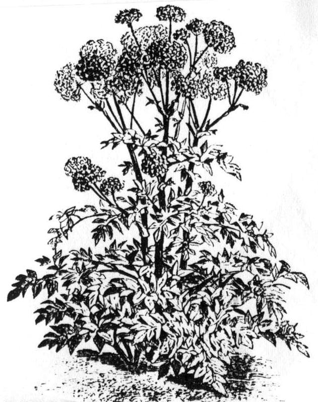 K290 KINESISK GRÄSLÖK. Allium tuberosum. Finns i flera varianter. Vanlig i Asien. Flerårig. Direktsås eller förkultiveras. 35-40 cm långa, mörkgröna, platta blad med mild vitlökssmak. Portion(ca.