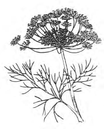 1235 HOPI RED DYE: Blodamarant (Amaranthus cruentus). Vacker, djupt burgunderfärgad salladsamarant. Njutes både som färgrika små-blad och större i salladsblandningar.
