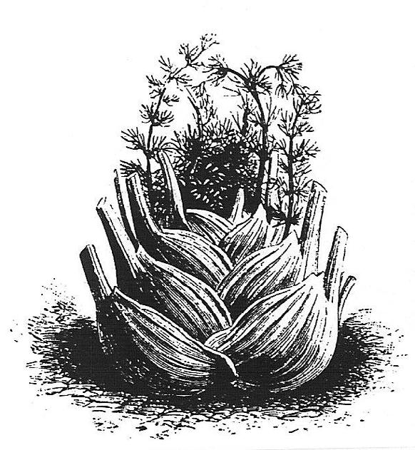 Plantan är stor, ca. 30 cm hög och är den bästa att frysa in. Portion(ca. 1000 frön)- 32:-, 20g-75:-, 100g-185:-. 2875 GIGANTE di NAPOLI - Italiensk Kämpe: 86 dagar. Giganten bland persiljorna.