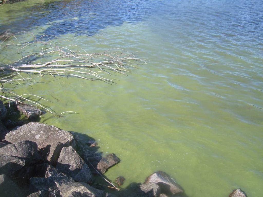 Bild 2. Algblomning i Åsunden vid Råsö bro 213826. Foto: Carl-Johan Månsson. Utförande Åsunden provfiskades perioderna 19-23 och 26-3 augusti 213.