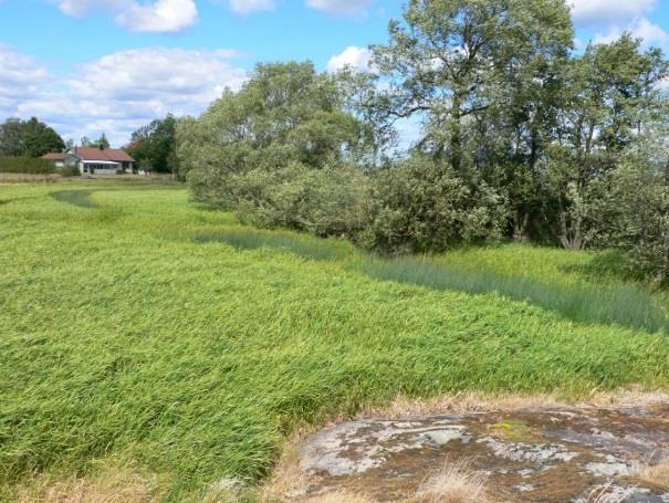 slätt och skog Förekomst av lövskog och lämpliga platser för