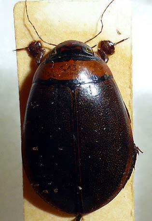 scientific name county state/province locality day month year Graphoderus bilineatus (DeGeer, 1774) Skåne Skåne N.