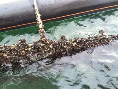 musselmjöl blir djurfoder Baltic Blue Growth