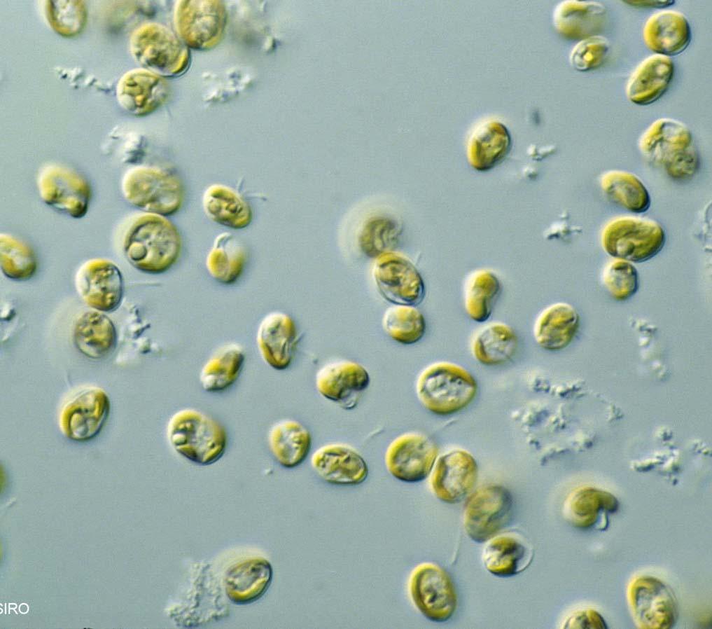 III. Odla mikroalger i avloppsvatten Grönalger och kiselalger; en del rika på nyttiga fetter De flesta