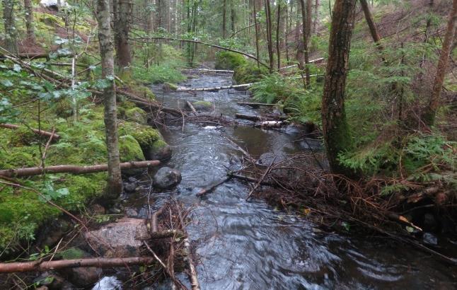 Bäck från Skolen, Klacketorn Avrinningsområde Koordinat (RT90) Kommun Syfte Höjd över havet 67 Motala ström 642303-148441 Kinda Inventering 173 m Populationstyp Senast fiskad Lokallängd Lokalens