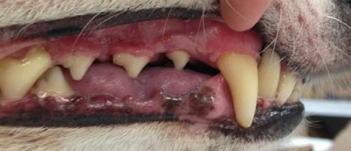 Produkter och utveckling Veterinärmedicinska produkter Bolaget utvecklar veterinärmedicinska (Tabell 2) som skall användas för behandling av tandköttsinflammation och plack hos smådjur samt mot eksem