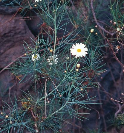 STORK & SWENSON Figur 5. De korgblommiga arterna Argyranthemum gracile och Sonchus fauces-orci är båda endemiska för Teneriffa. Foto: Ulf Swenson, mars 1997.