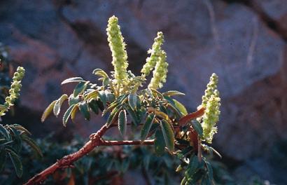 a) Euphorbia atropurpurea, b) Pericallis