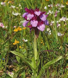 FÖRENINGSNYTT FÖRENINGSNYTT FÖRENINGSNYTT FÖRENINGSNYTT Orkidéresa till Rhodos I början av april åker vi till ett vårgrönt Rhodos för att frossa i orkidéer.