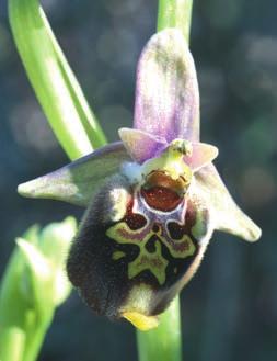 berömda dubbelbron. Dag 9 Resdag. Vi hoppas få se de flesta av följande orkidéer: Aceras anthropophorum O.