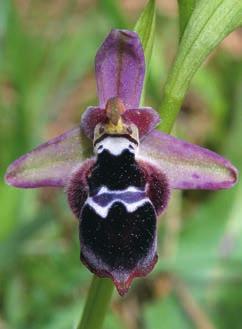 dodekanensis Barlia robertiana Limodorum abortivum O. omegaifera Ophrys apifera var. apifera O. polyxo O.
