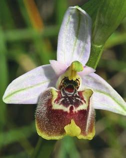 Några Rhodosorkidéer som vi säkert kommer att få möta (uppifrån från vänster): Ophrys umbilicata ssp. rhodia, O.