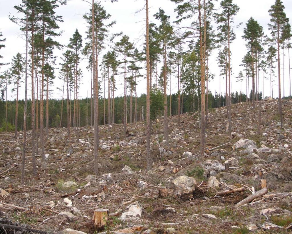 höjd. Vid naturlig föryngring dröjer det några år innan plantorna uppnår en storlek som är intressant för snytbaggen.